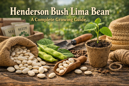 Henderson Bush Lima Bean