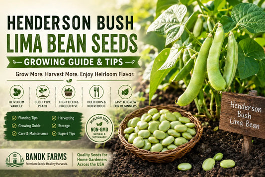 Henderson Bush Lima Bean Seeds