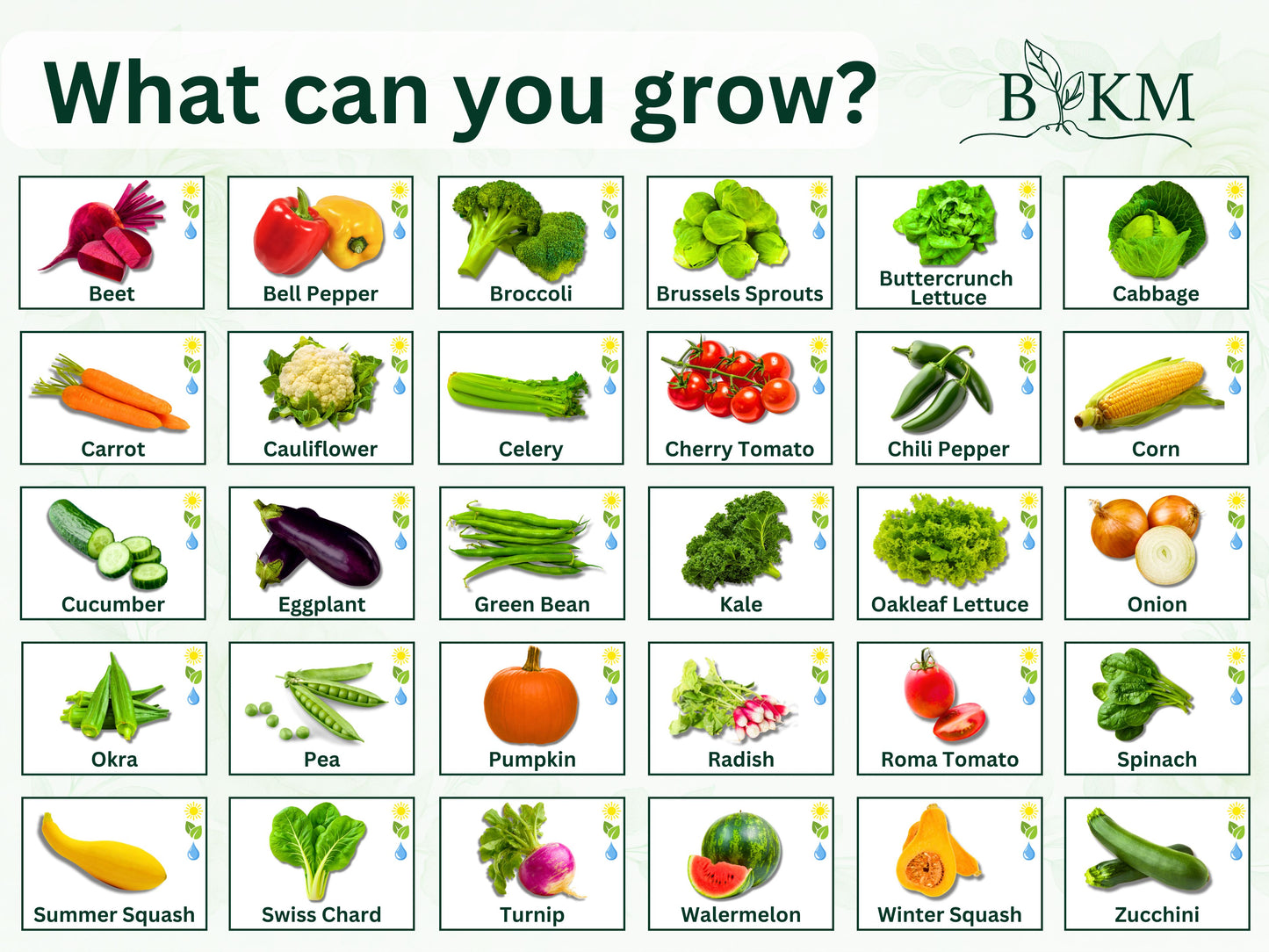 30 Seed Packet Vault: Heirloom, Non-GMO Vegetable Seed Packets