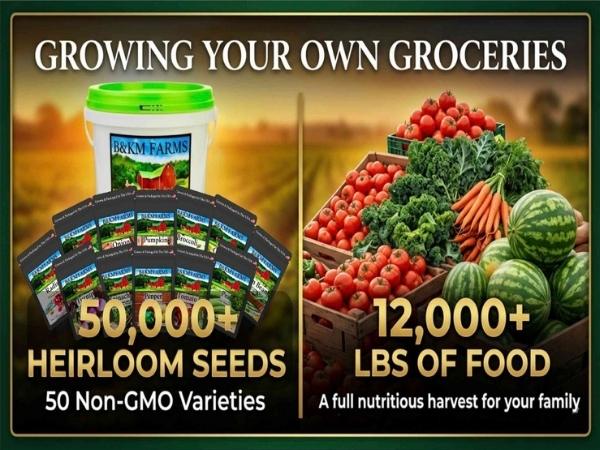 food seeds for planting Vegetable Seed SALE -Free Shipping