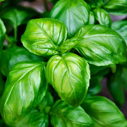 Basil Italian Large Leaf