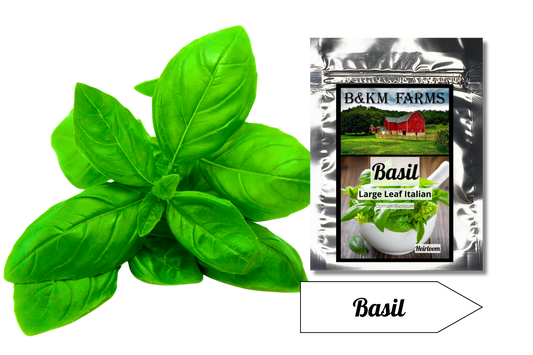 Basil Italian Large Leaf: Aroma of the Italian Riviera in Every Leaf
