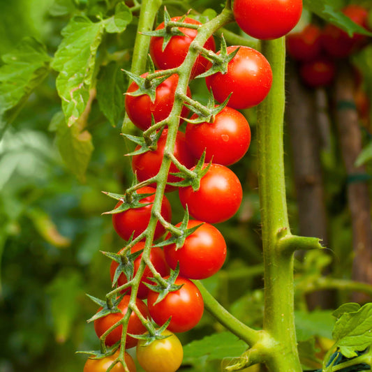 Cherry Tomato Vegetable