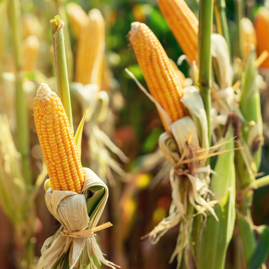 Vegetable Garden Seeds