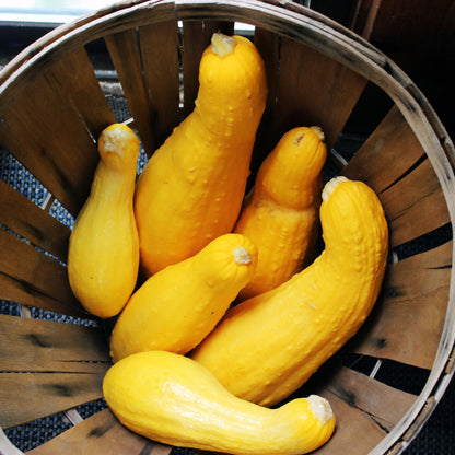 Crookneck Summer Squash