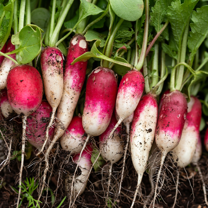 Radish French Breakfast