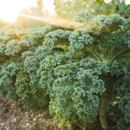 Kale Vates Blue Scotch Curled