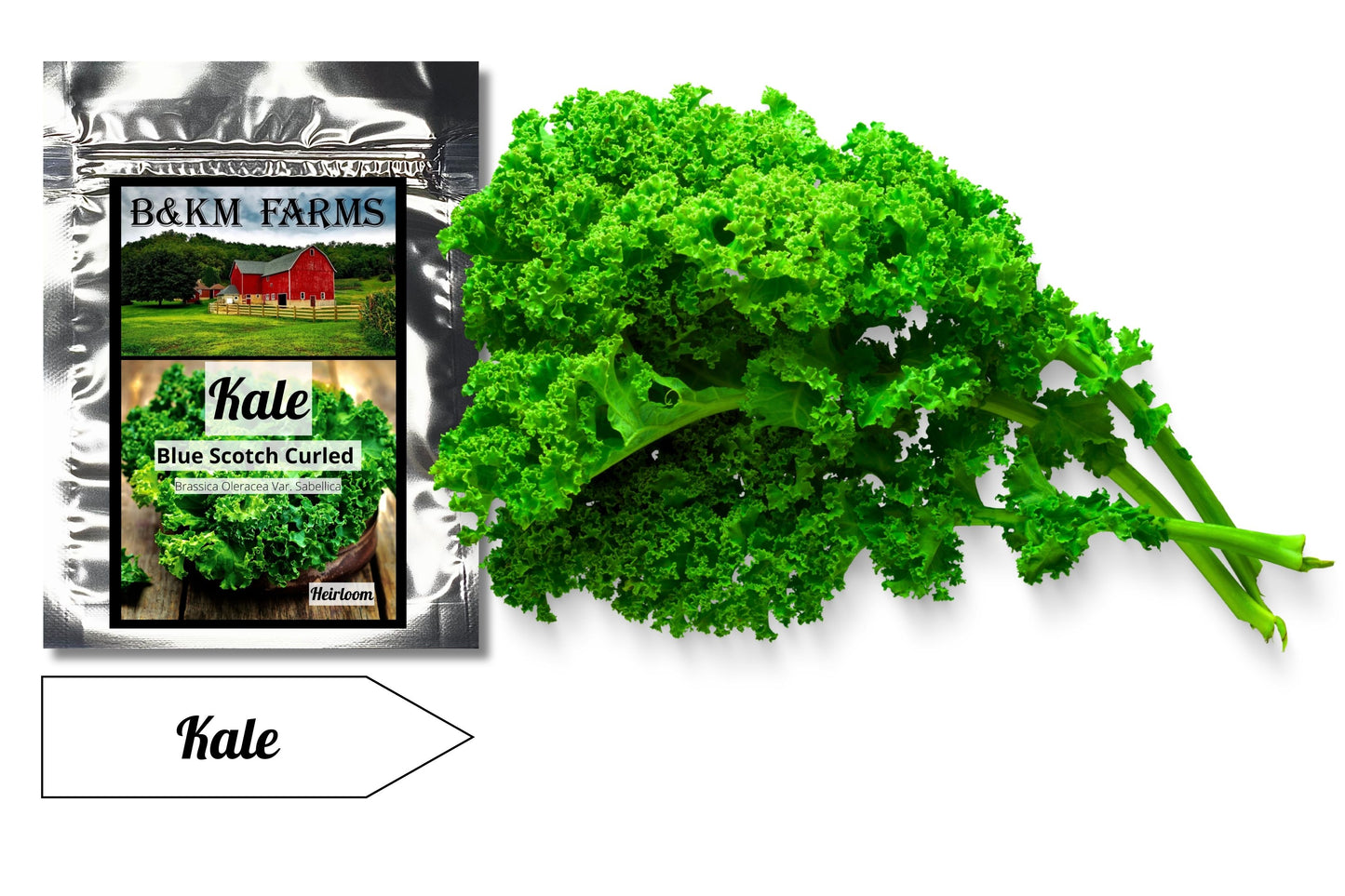 Kale Vates Blue Scotch Curled: Winter's Emerald Gems, Grown from Your Garden