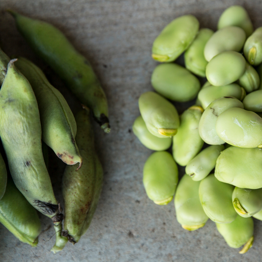 Lima Beans Henderson Bush