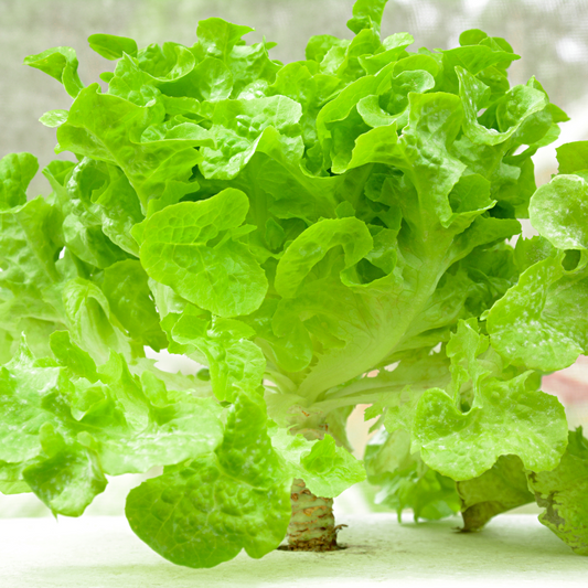 Oakleaf Lettuce