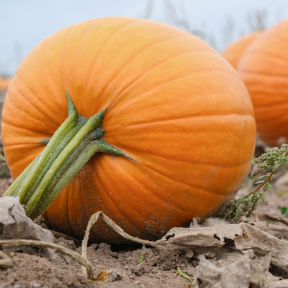 Pumpkin Jack O' Lantern