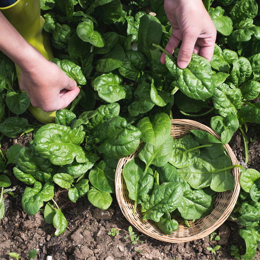 Spinach Bloomsdale Long Standing