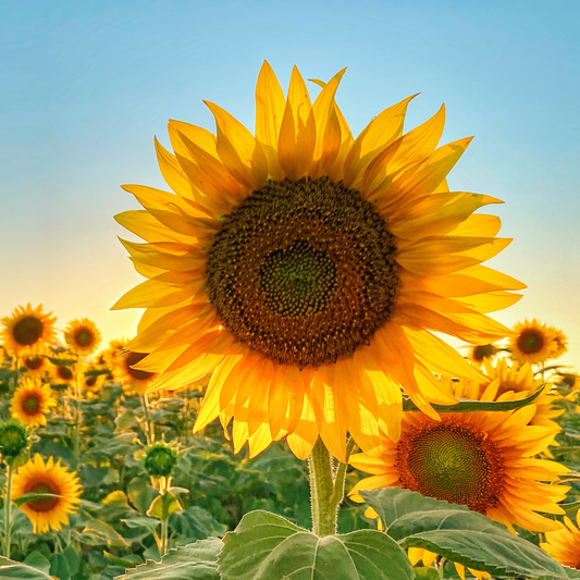 Mammoth Sunflower