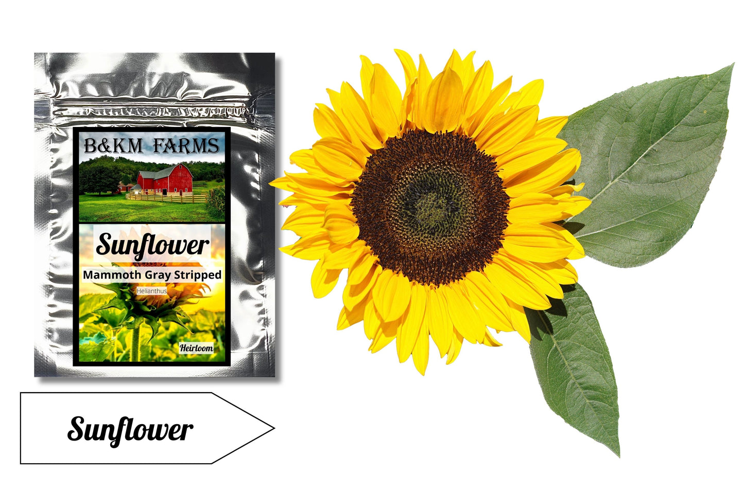 Embrace the Sun with the Mammoth Sunflower: A Tower of Golden Glory in Your Garden