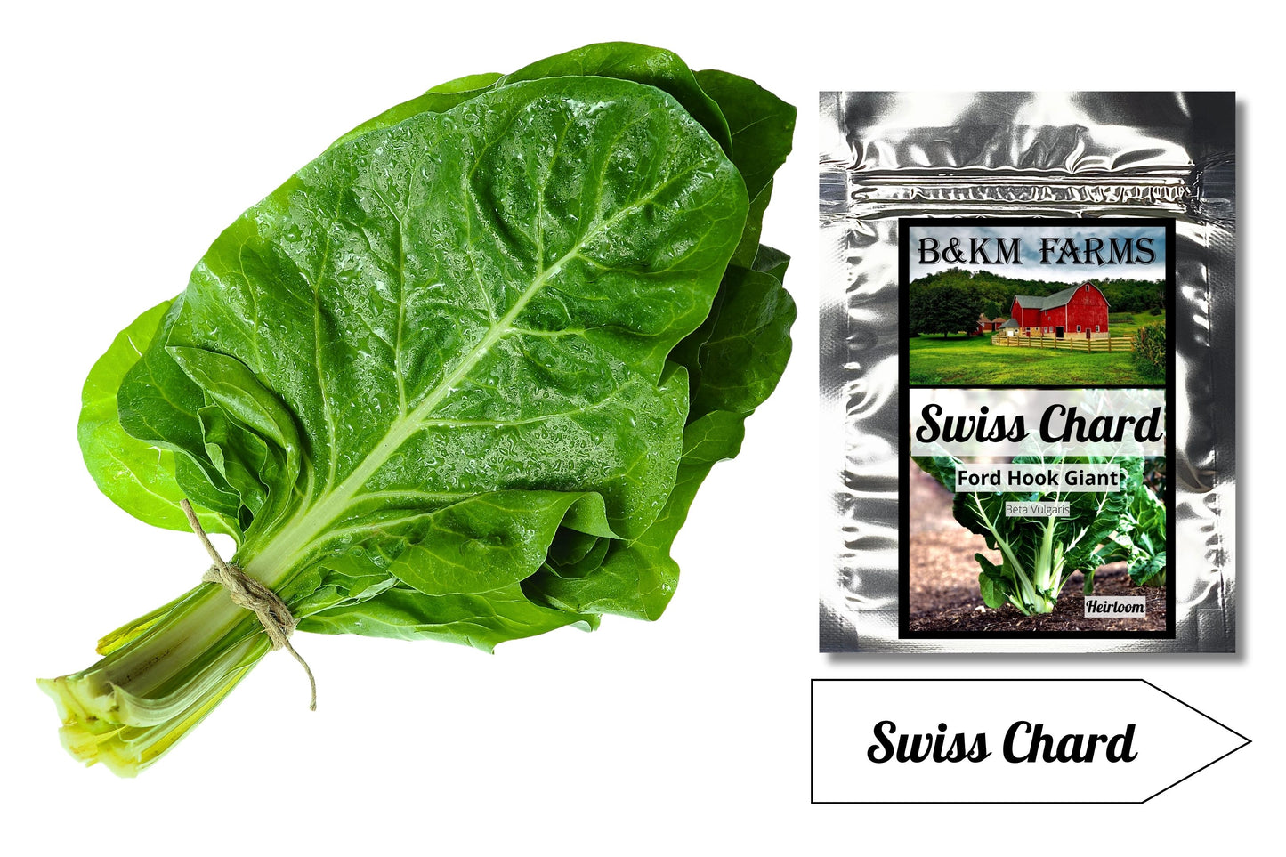 Giant Fordhook Swiss Chard: Emerald Stalks with Silver Sheen, Ready to Elevate Your Garden