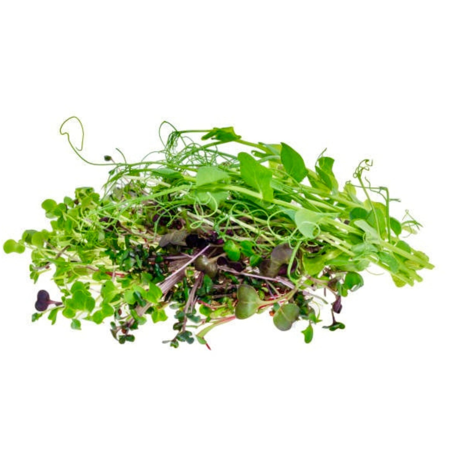 Microgreen Seeds