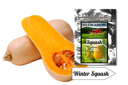 Butternut Winter Squash: Nature's Golden Gem, Ready to Transform Your Autumn Table